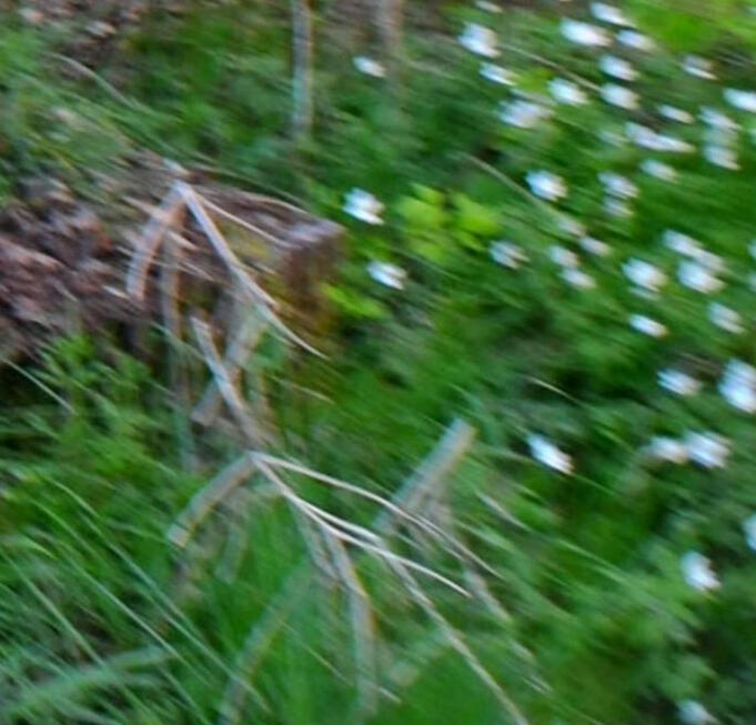 Woody Mix: Kruiden 2015